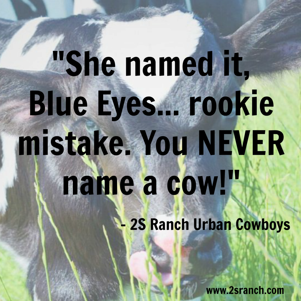 Blue Eyes - Dairy Cow Clipart (1000x1000), Png Download