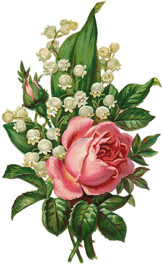 Clipart Free Download Png Vintage Roses Scrap And Decoupage - Rose And Lily Of The Valley Drawings Transparent Png (654x1024), Png Download