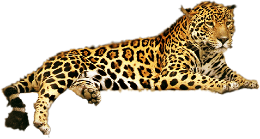 Free Png Download Jaguar Png Png Images Background - Leopard Png Clipart (850x455), Png Download