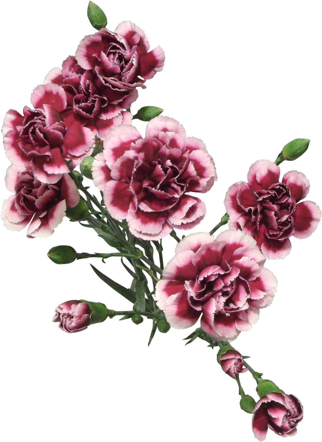 Cut Flowers Of Carnation Png Clipart (1118x1534), Png Download