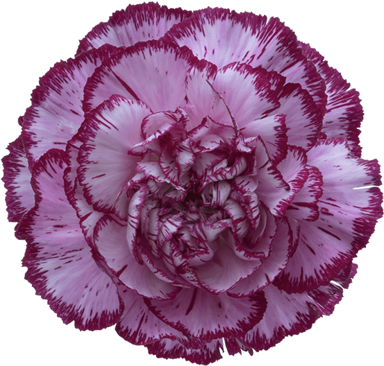 Bacarat Purple Carnation - Carnation Blue Copernico Clipart (582x545), Png Download