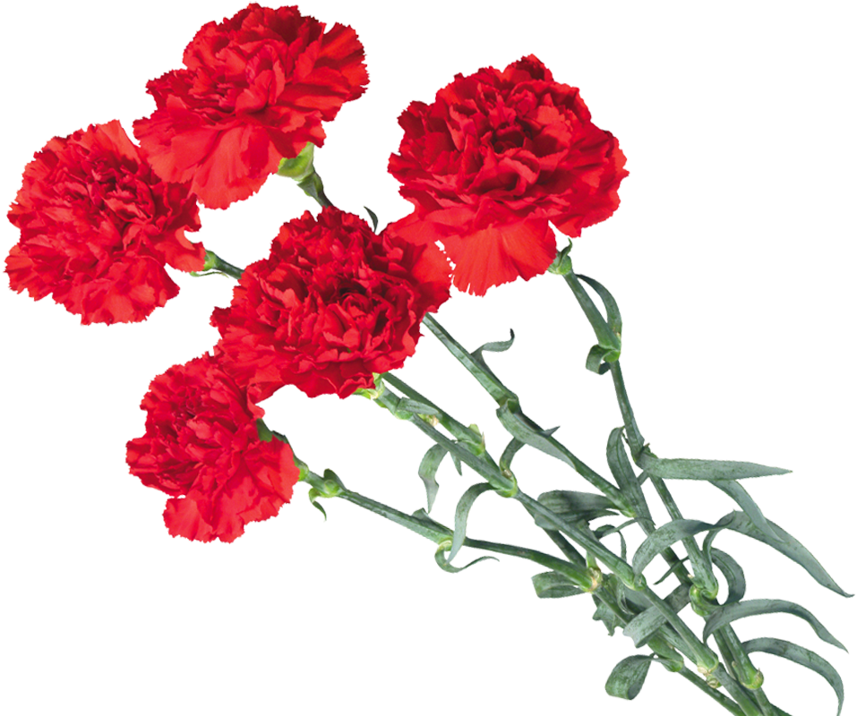 Carnations Png - Carnation Flower Clipart (1054x812), Png Download