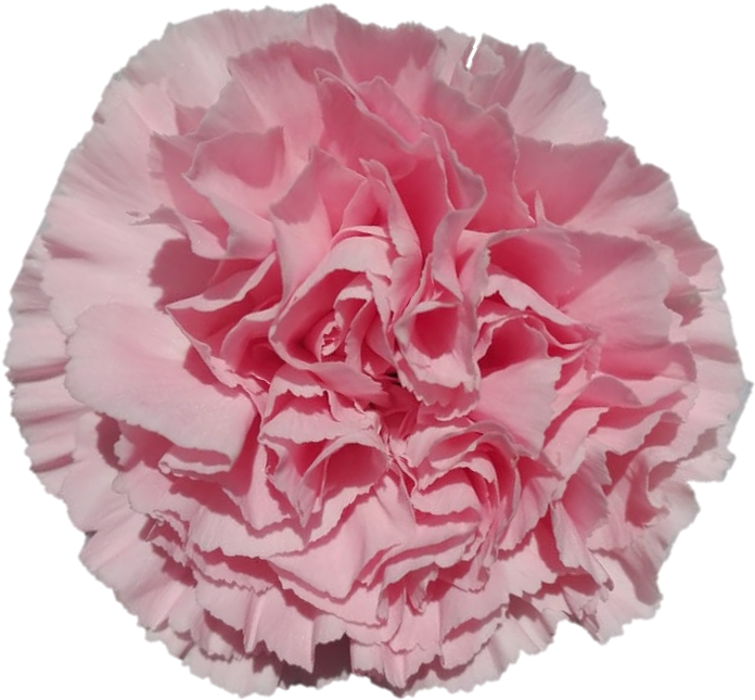 Ilusion - Carnation - Carnation Clipart (916x915), Png Download