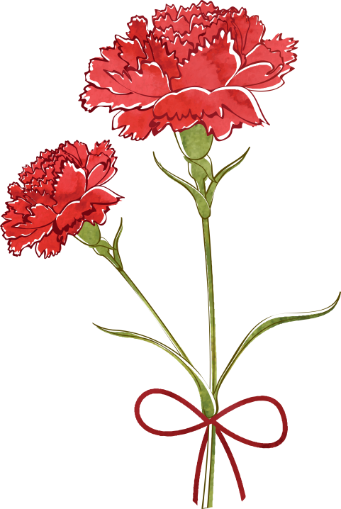Free Png Download Carnation Watercolor Png Images Background - Carnation Flower Drawing Clipart (481x718), Png Download