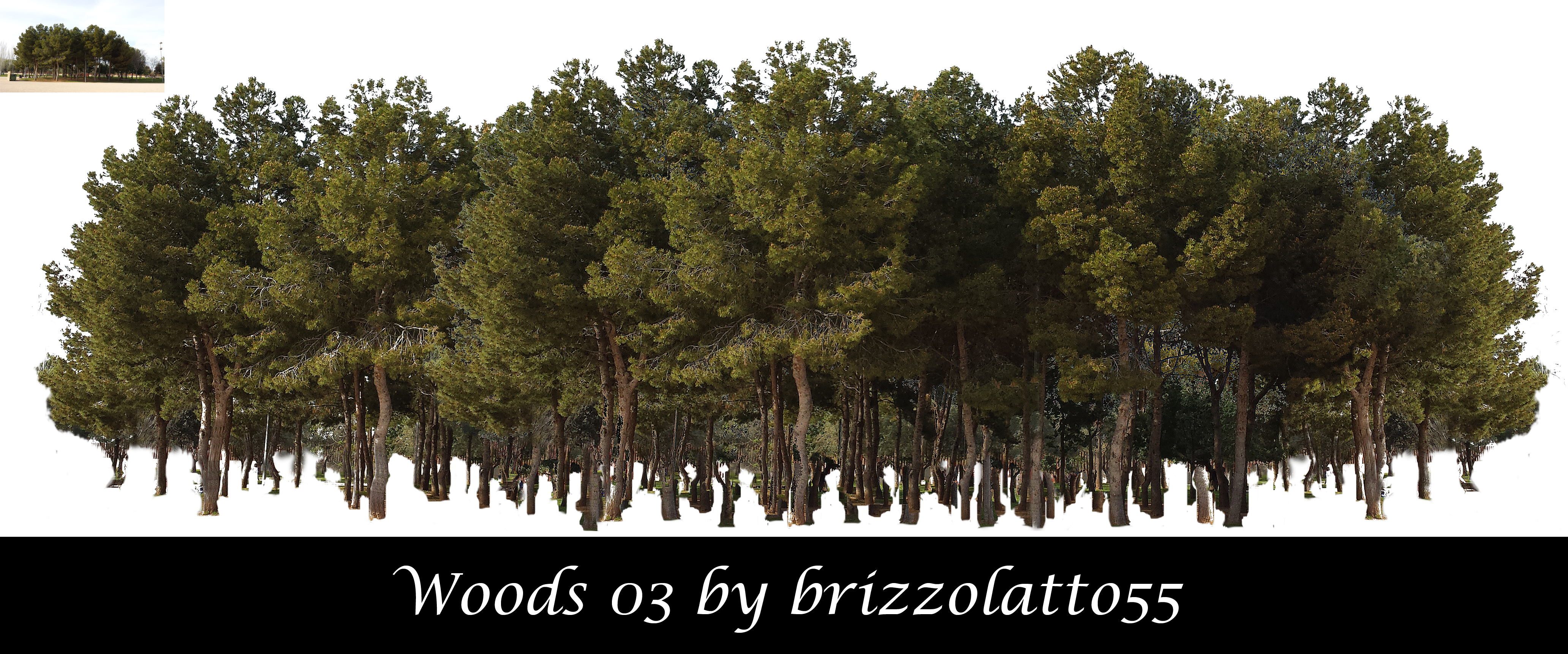 Forest Tree Png Clipart (4128x1724), Png Download