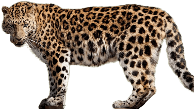 Free Png Download Jaguar S Png Images Background Png - Amur Leopards No Background Clipart (850x532), Png Download
