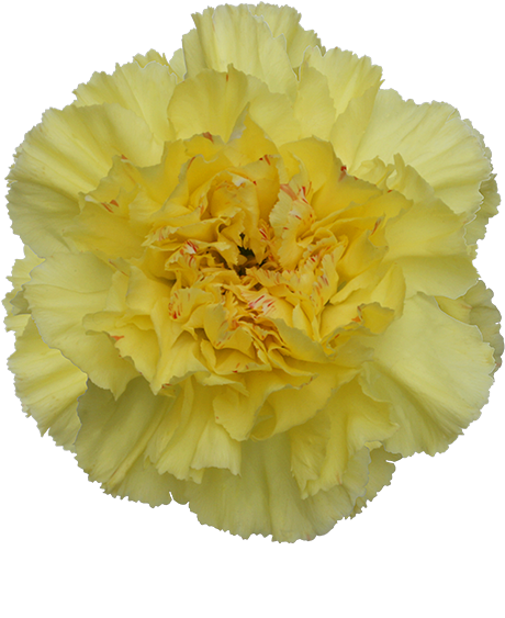 Colibri Flowers Carnation Hermes, Grower Of Carnations, - Hermes Carnation Clipart (600x600), Png Download