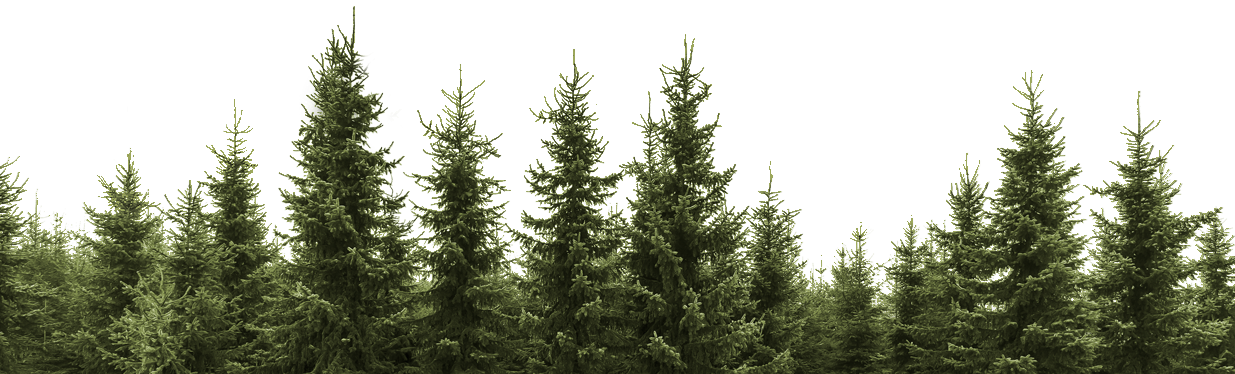 Clip Art Forest Trees Png - Black And White Pine Trees Transparent Png (1235x374), Png Download