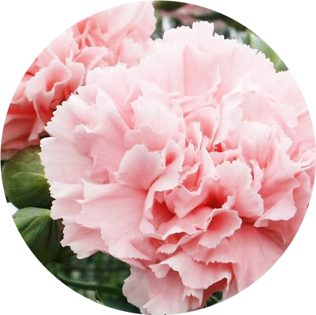 January - Carnation - Carnation Dianthus Clipart (901x822), Png Download