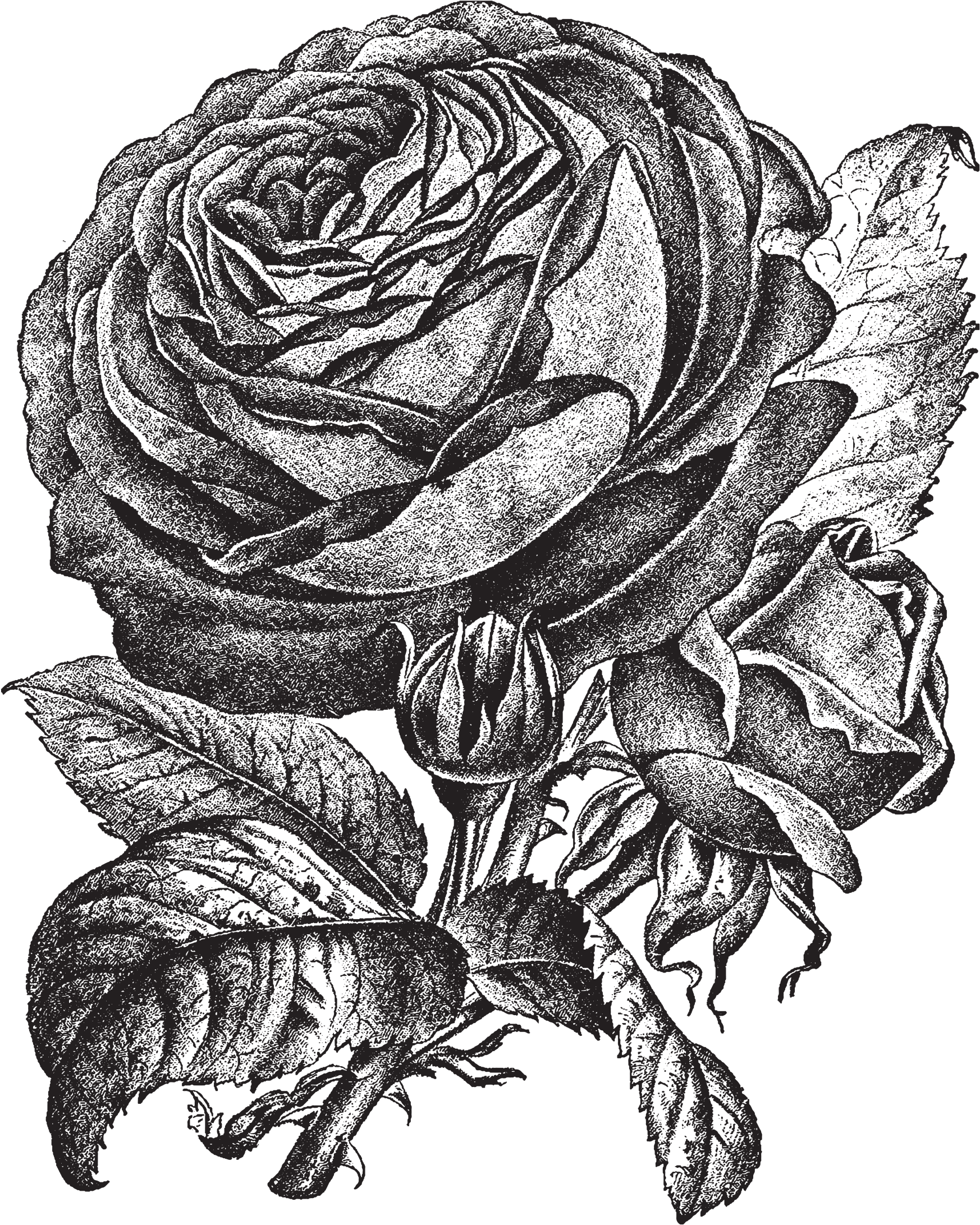 1857 X 2323 11 - Garden Roses Clipart (1857x2323), Png Download