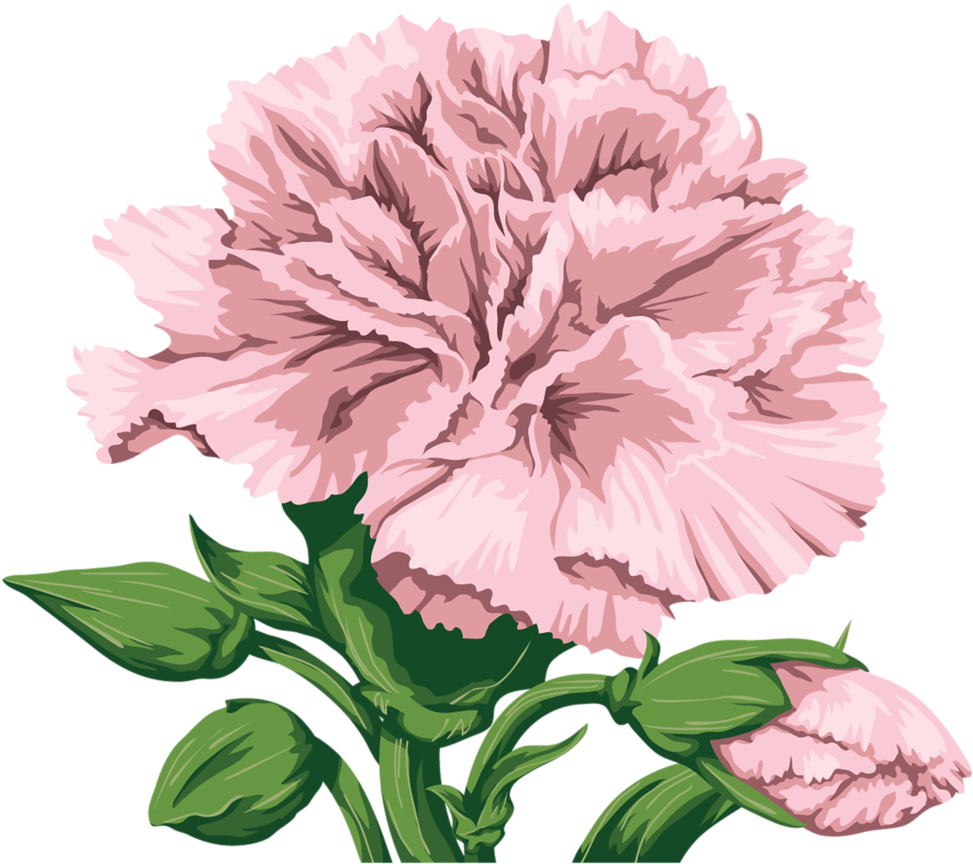 Fcd6b5a6e801 Free Watercolor Flowers, Flower Png Images, - Carnation Clipart (1004x1024), Png Download