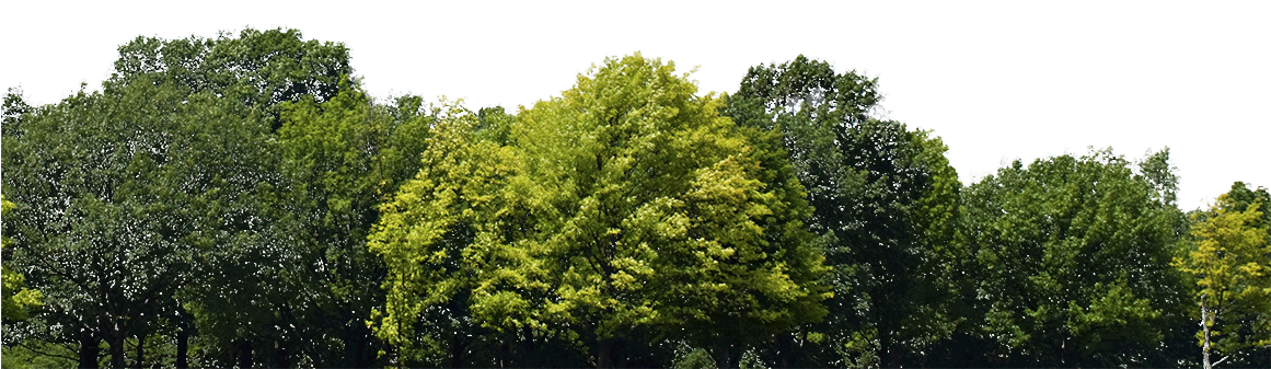 Trees - Group Of Trees Png Clipart (1160x350), Png Download
