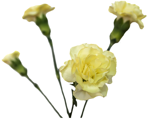 Colibri Flowers Minicarnation Caesar, Grower Of Carnations, - Garden Roses Clipart (600x600), Png Download