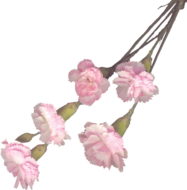 Transparent Pink Carnation Png Clipart Large Size Png Image PikPng