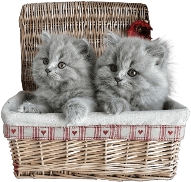 Free Png Small Kittens In Basket Png Images Transparent - Cat In A Basket Transparent Clipart (850x819), Png Download