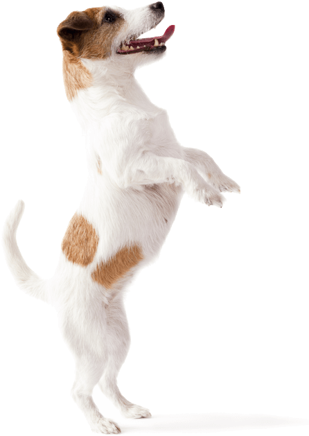 Just As In Life For Human Children, Puppies And Kittens - Dog Catches Something Clipart (533x800), Png Download