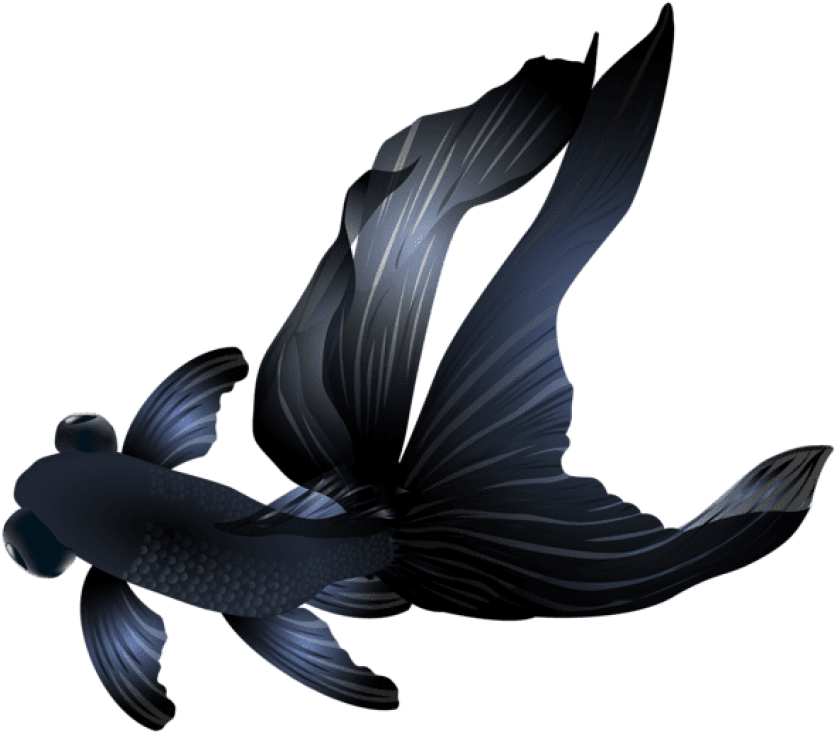 Free Png Download Black Goldfish Clipart Png Photo - Black Goldfish Transparent Background (850x751), Png Download