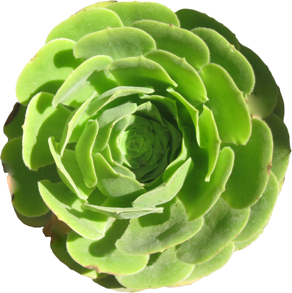 A Fleshy Transparent Under The Sun - White Mexican Rose Clipart (1024x1028), Png Download