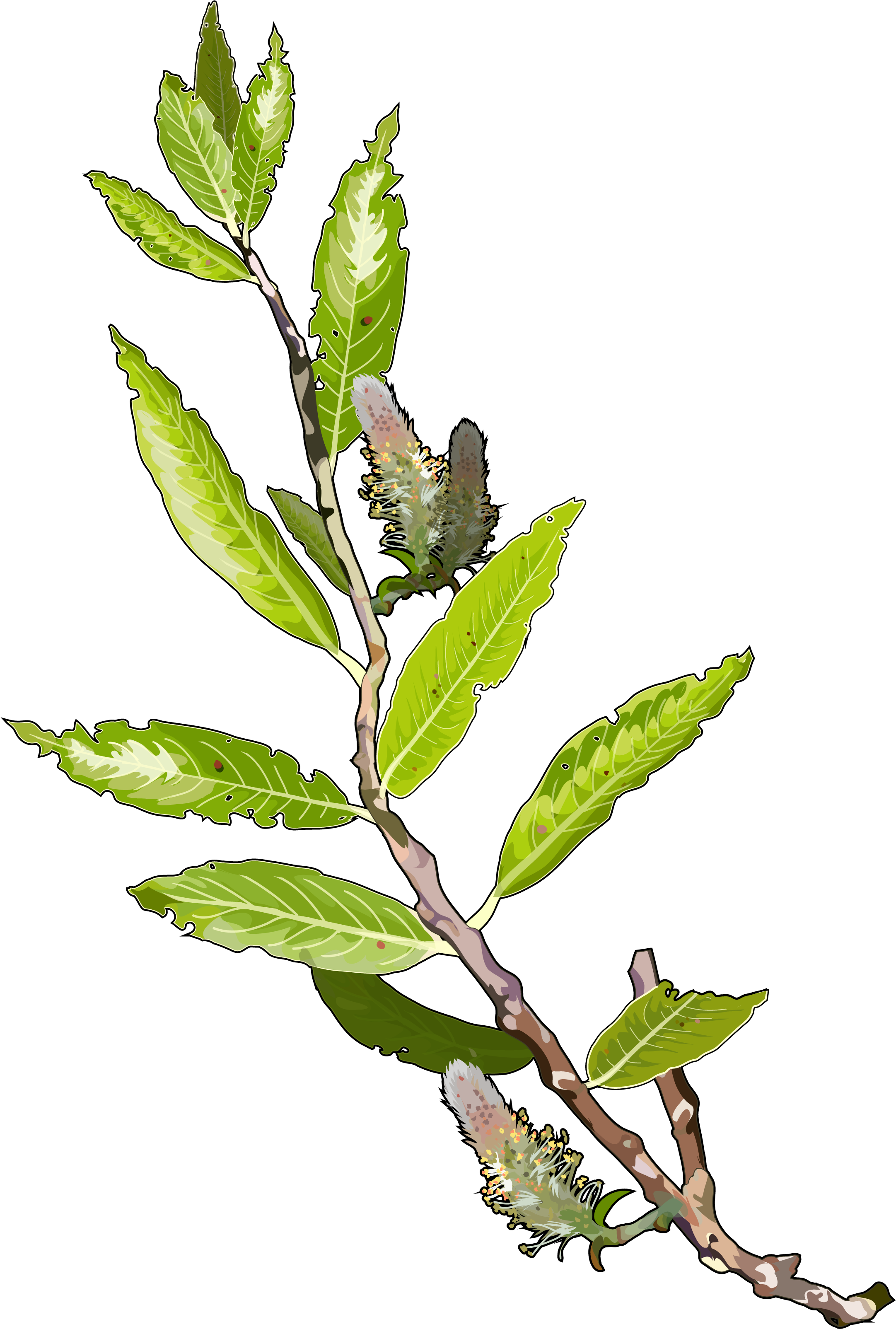 Archivo - Sauce - Algas Marinas En Png Clipart (2480x3508), Png Download