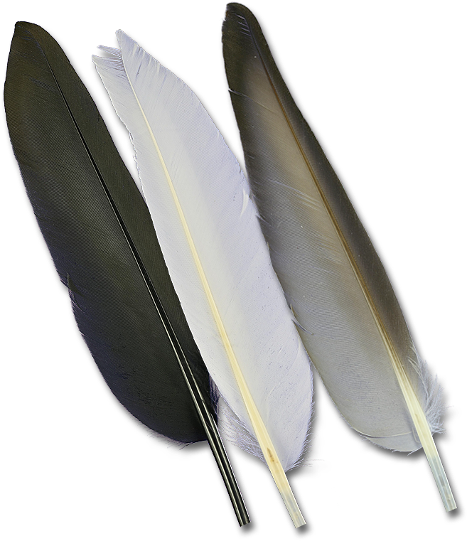Feather Clipart (750x800), Png Download