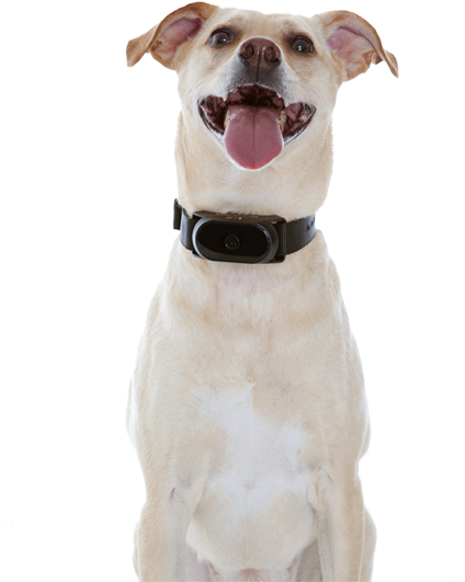 Scoutbark100 - Dog Yawns Clipart (700x700), Png Download