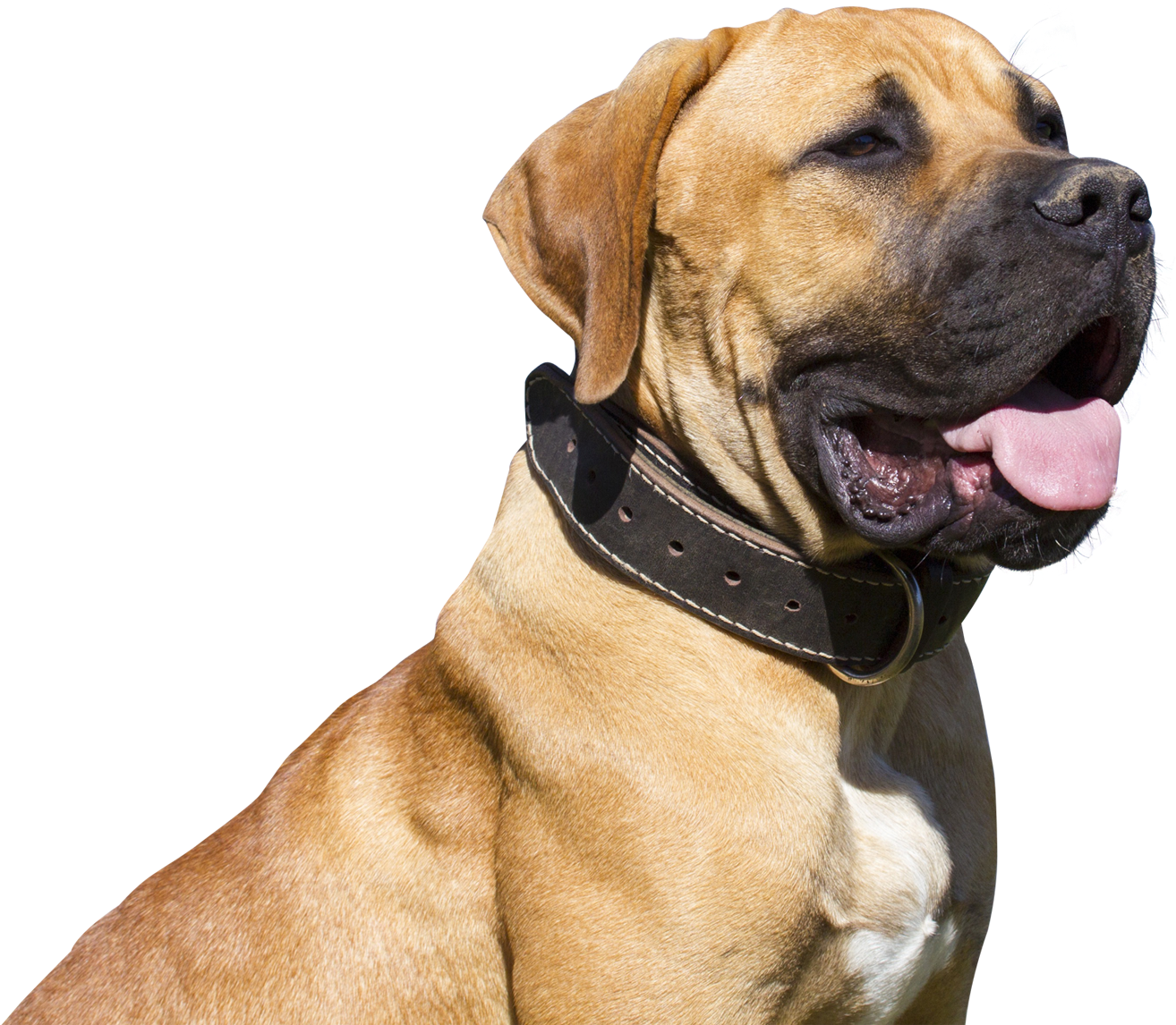 Png Photo, Dogs, Animals, Image, Animales, Animaux, - Bullmastiff Png Clipart (1450x1195), Png Download