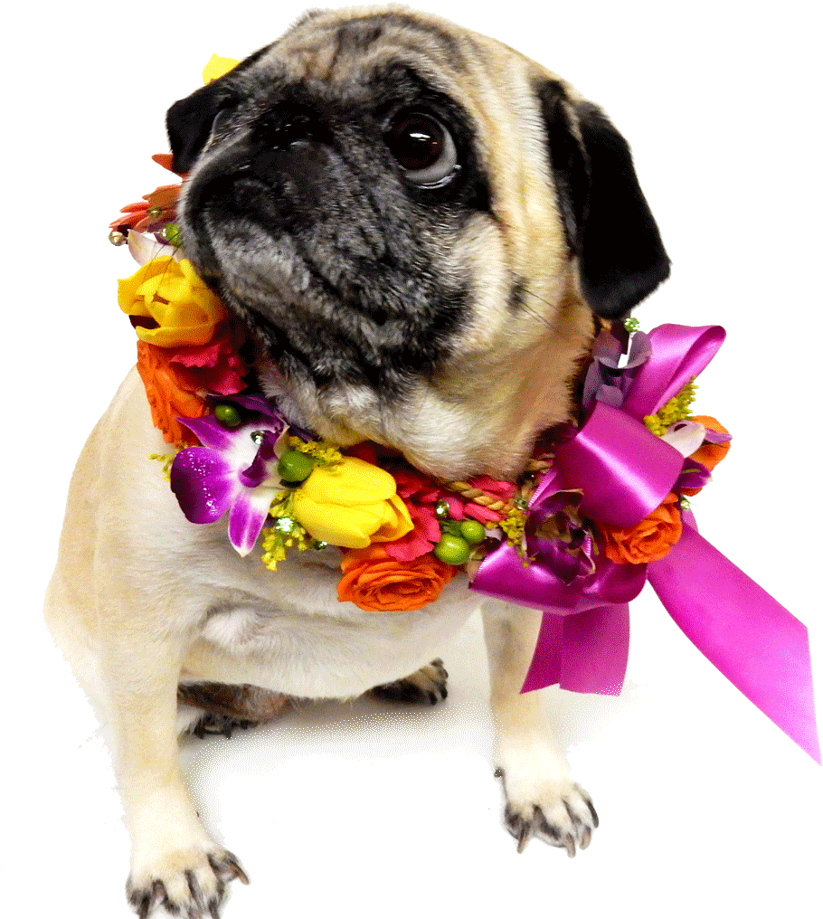 Dog With Flower Png Clipart (1024x1024), Png Download