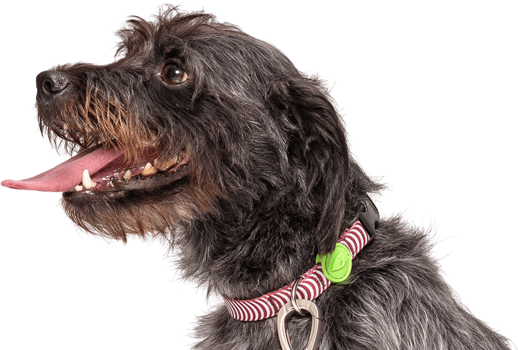 Previousnext - Dog Catches Something Clipart (800x534), Png Download