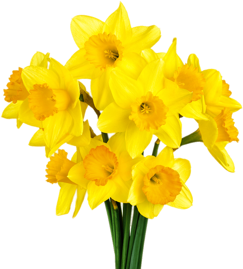 Daffodil Bunch - Daffodil Png Clipart (900x900), Png Download