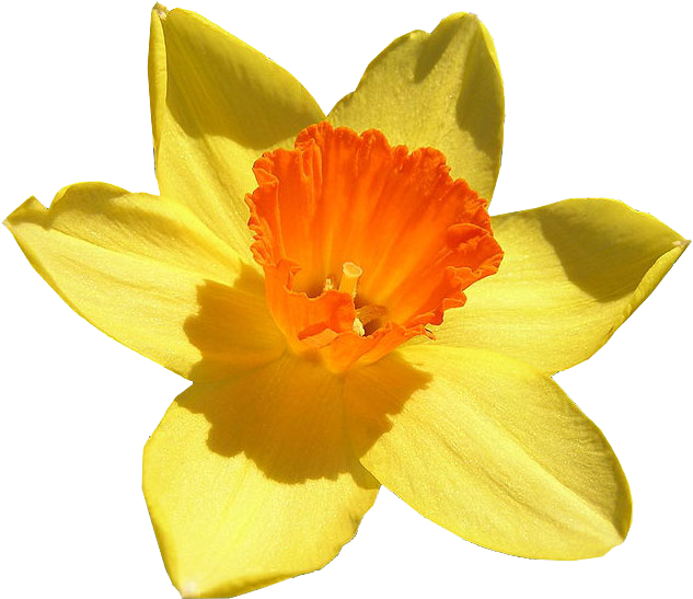 Daffodil Free Png Image - 232 Daffodil Narcissus Pseudo Narcissus Clipart (633x547), Png Download