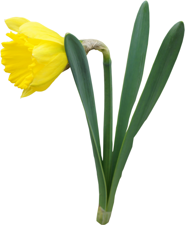 Yellow Transparent Daffodil Flower Png Clipart - Daffodil Transparent (648x779), Png Download