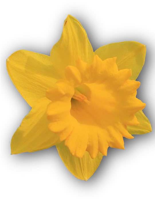Daffodil, Yellow, Png, Isolated - Narcissus Clipart (540x720), Png Download