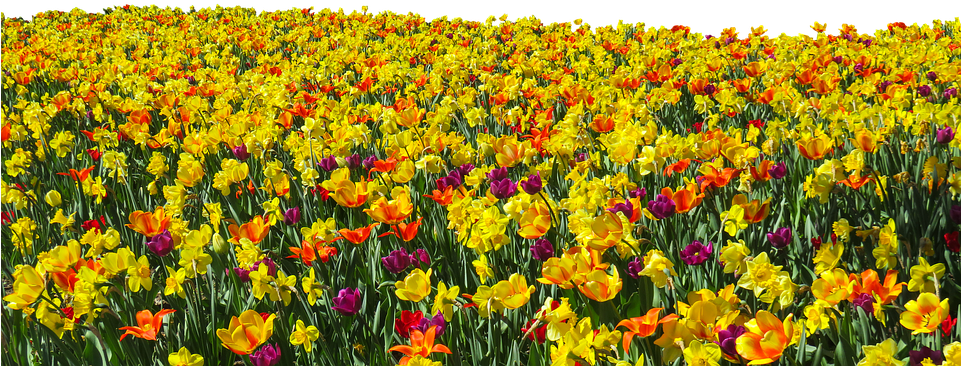 Flower, Plant, Spring, Tulips, Daffodils, Osterglocken - Daffodil Field Png Clipart (960x438), Png Download