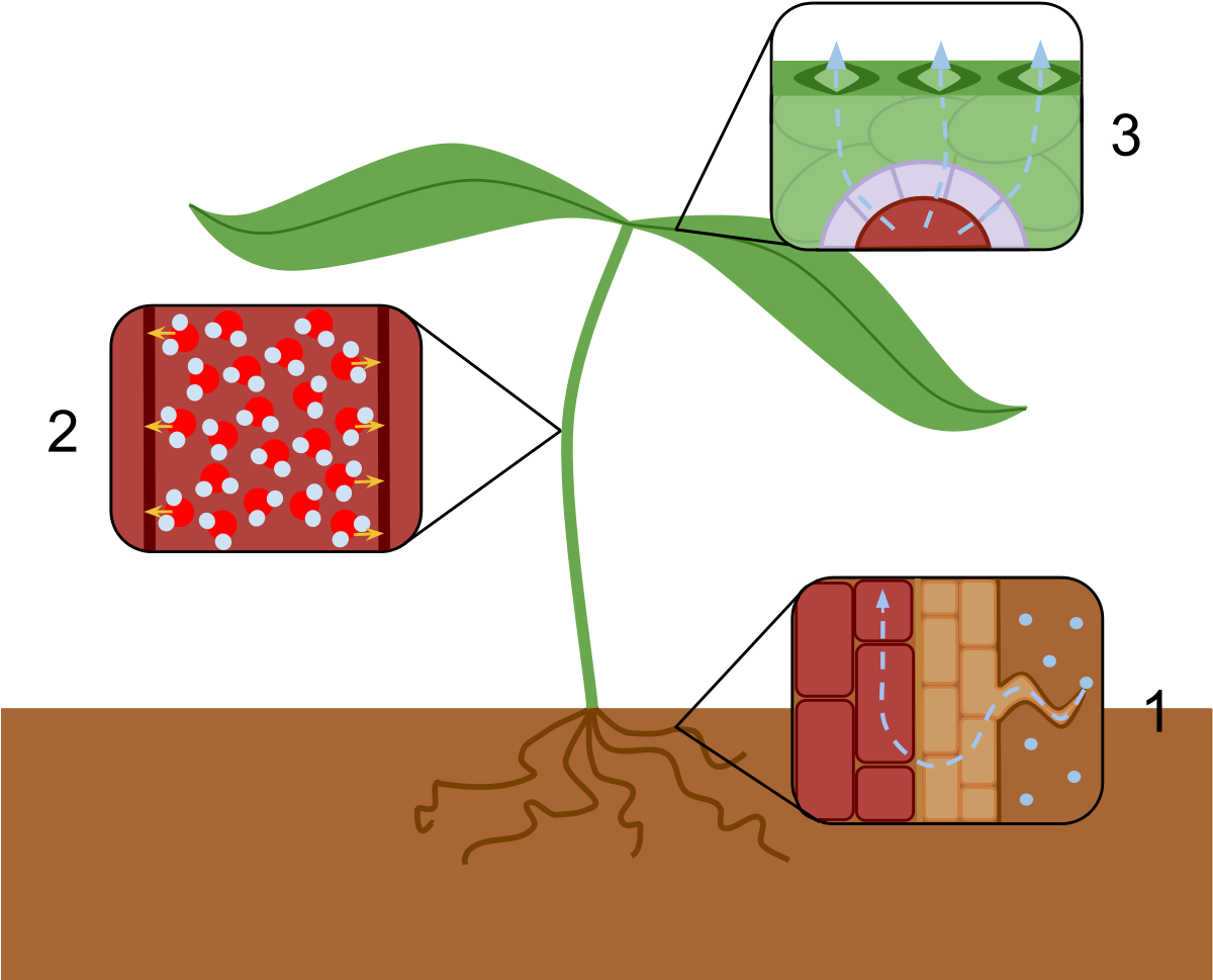 Transpiration Stream - Effect Of Water Scarcity On Plants Reduce Transpiration Clipart (1200x1010), Png Download