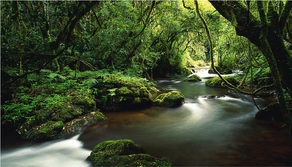 Costa Rica Jungle Hd Clipart (1000x1000), Png Download