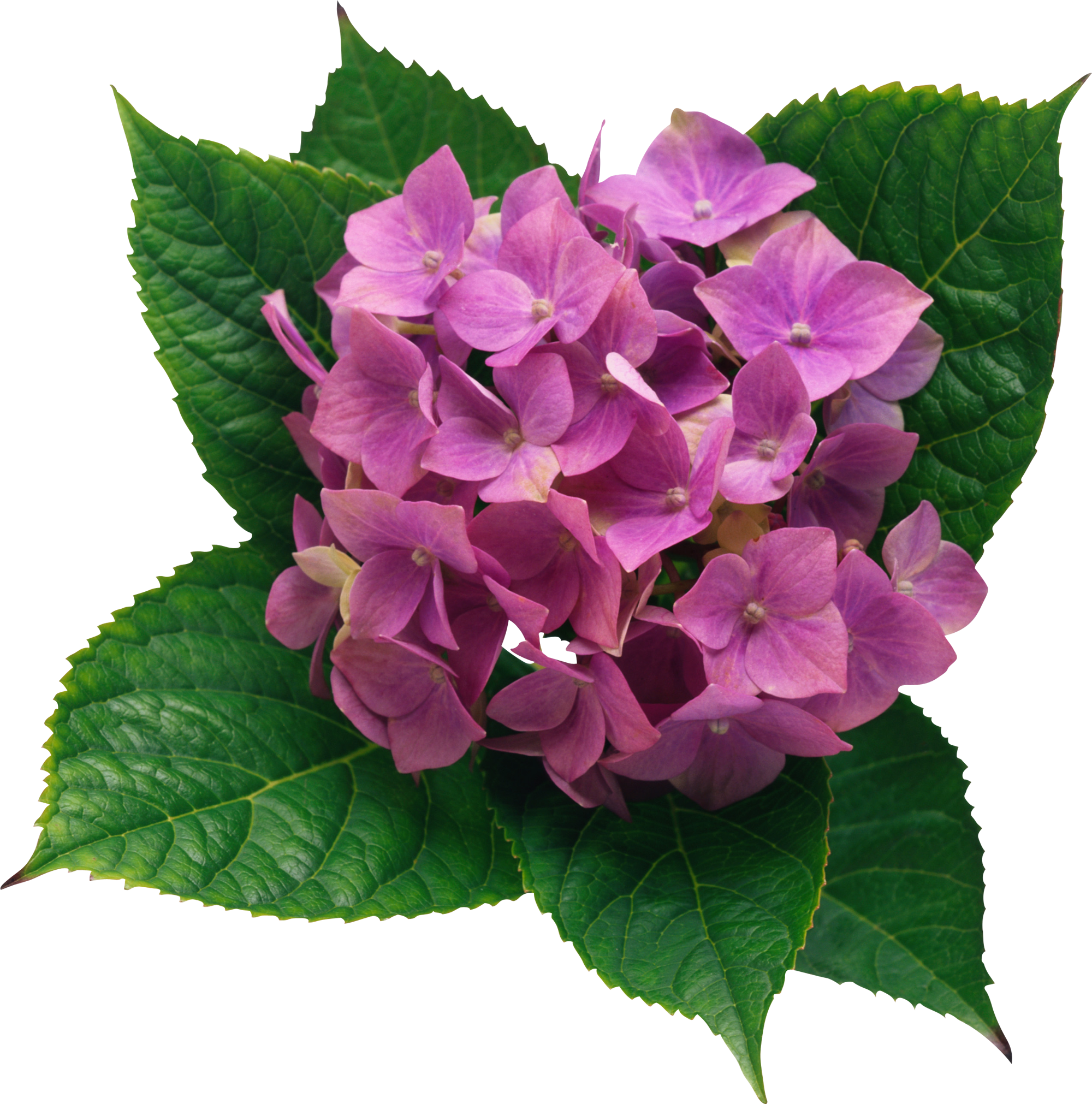 Hydrangea Png Clipart Picture - Transparent Pink Hydrangea Clipart (2000x2022), Png Download