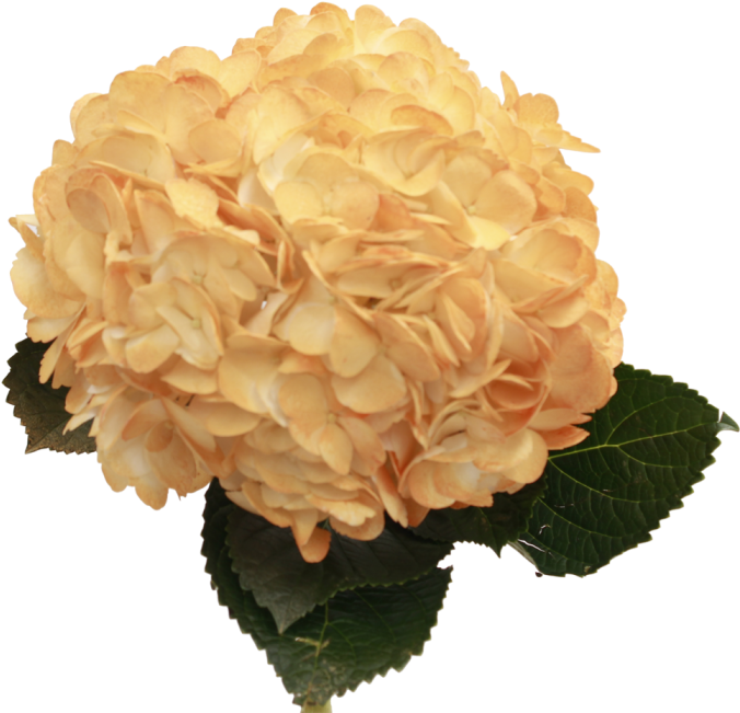 Orange Hydrangea , Png Download Clipart (676x651), Png Download