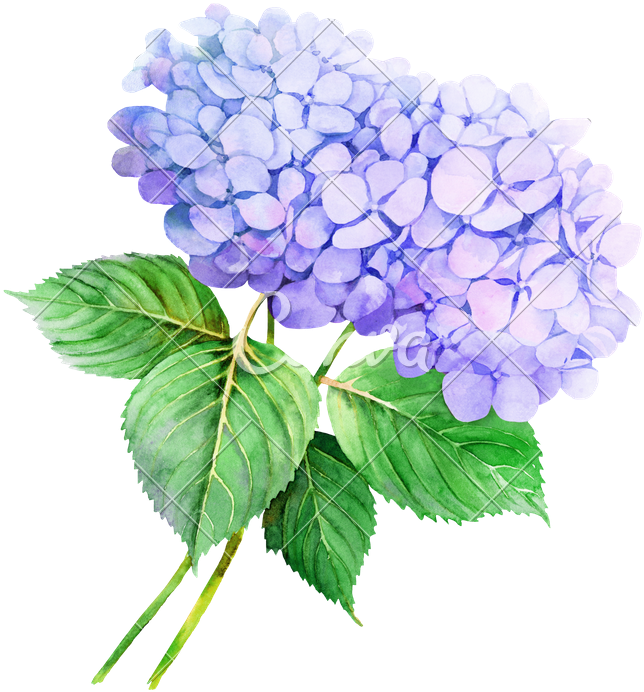 Flower Hydrangea Watercolor Painting Illustration Stock Clipart (644x692), Png Download