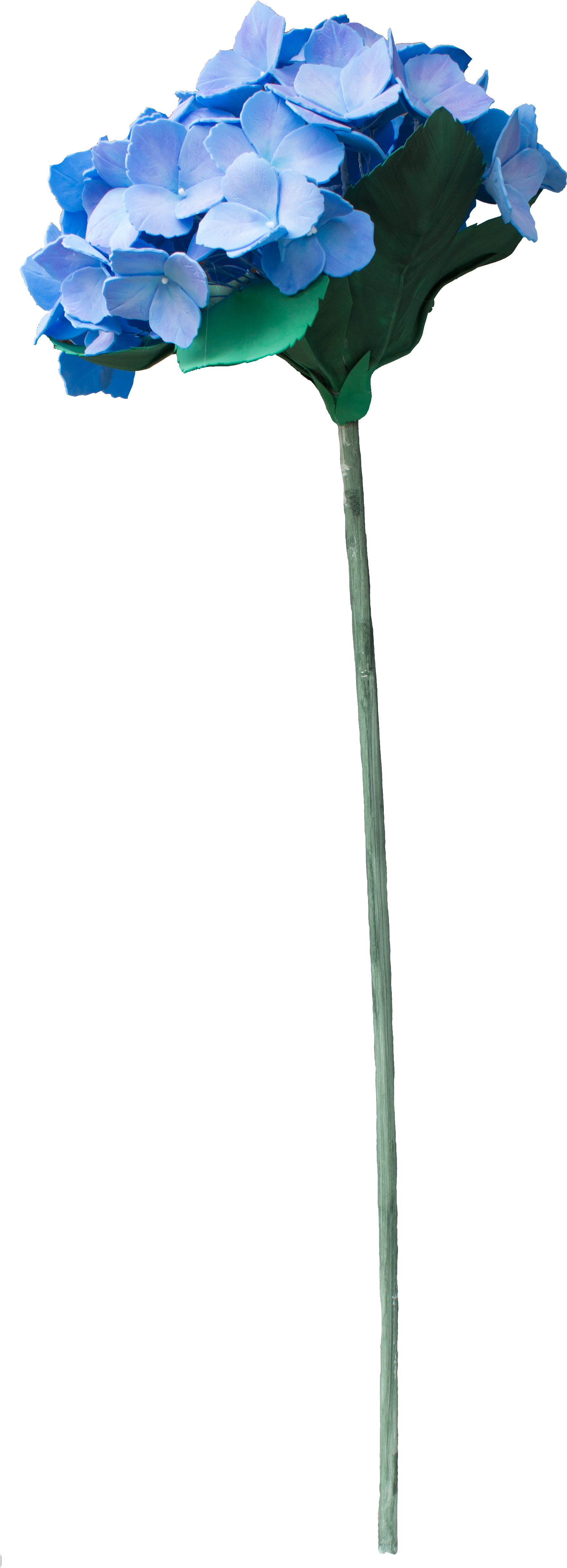 Hydrangea Png - Tree Clipart (1808x5056), Png Download