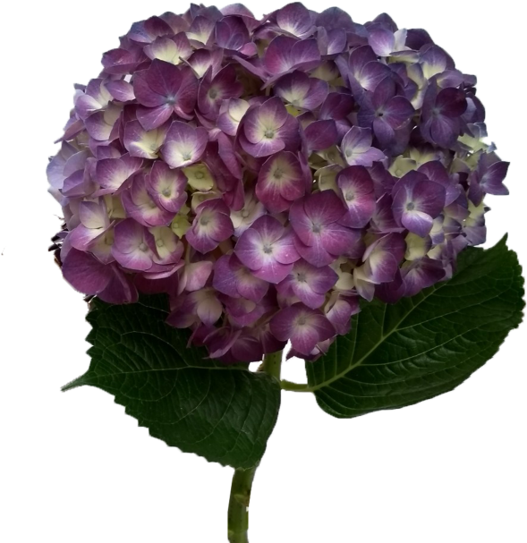 Hydrangea Serrata Clipart (700x700), Png Download