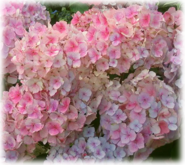 Wild Things Grow - Гортензия Пильчатая Розовая Clipart (603x539), Png Download