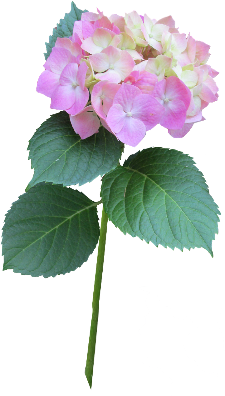 Hydrangea Pink Stem - Hydrangea Serrata Clipart (720x1280), Png Download