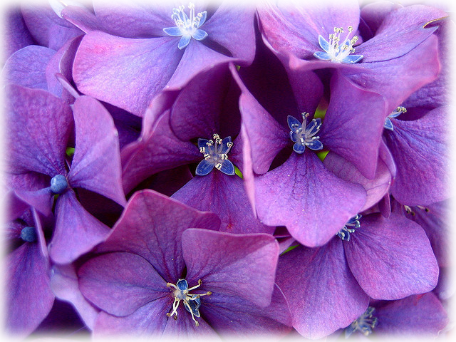 Hydrangea "merritts Beauty" - Hydrangea Clipart (640x480), Png Download