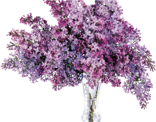 Hydrangea Clipart Plant Png - Transparent Lilas (640x480), Png Download