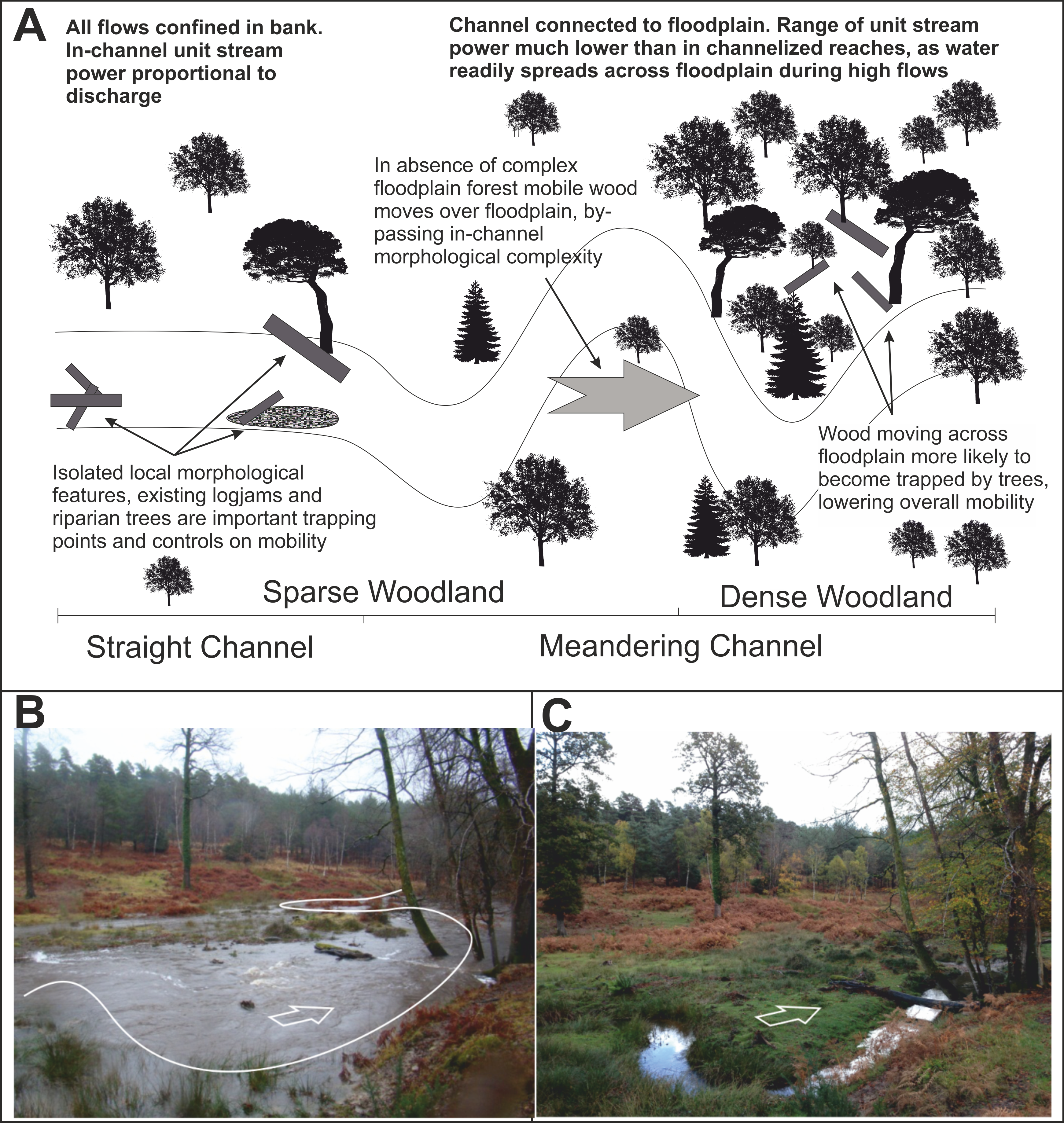 Concept Logmob3 - Attalea Speciosa Clipart (3481x3675), Png Download