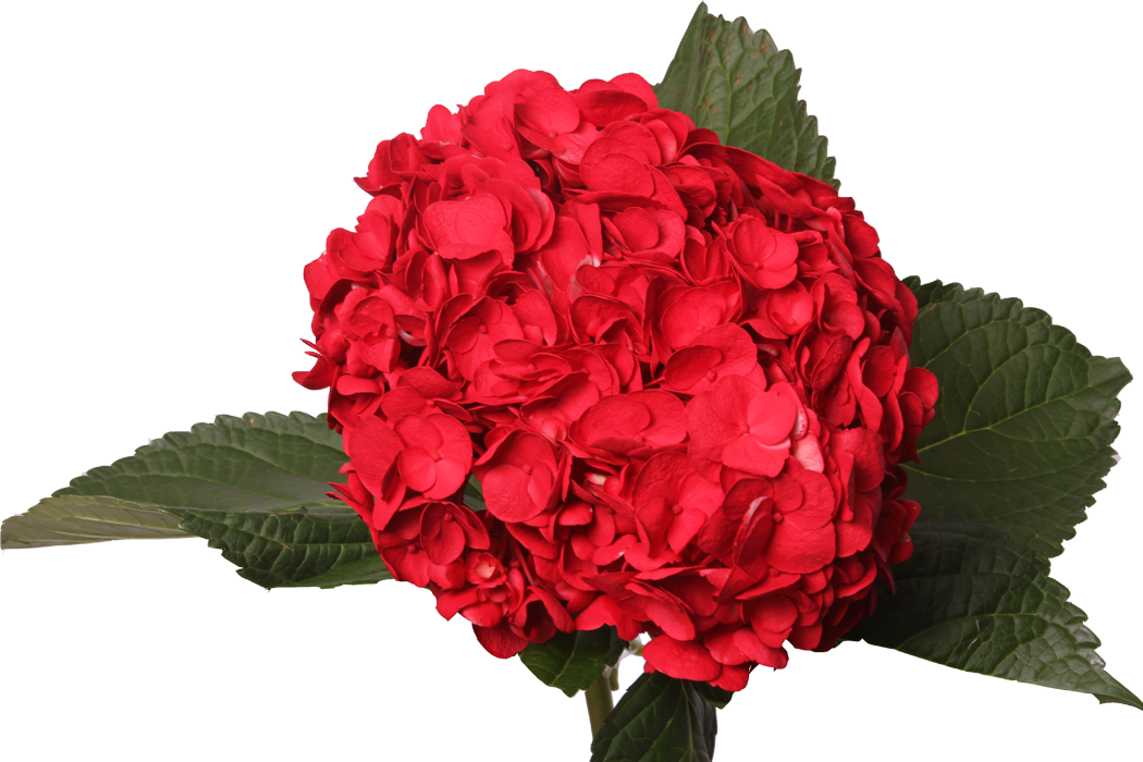 Tinted Dark Red - Artificial Flower Clipart (1050x700), Png Download