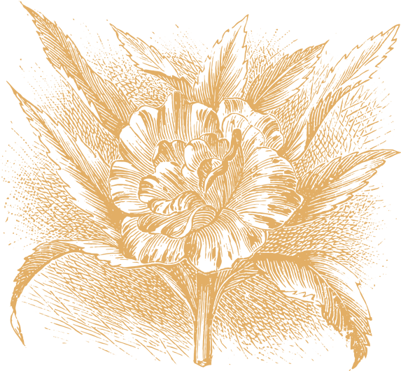 35 Plant & Flower Illustrations Vol - Illustration Clipart (699x541), Png Download