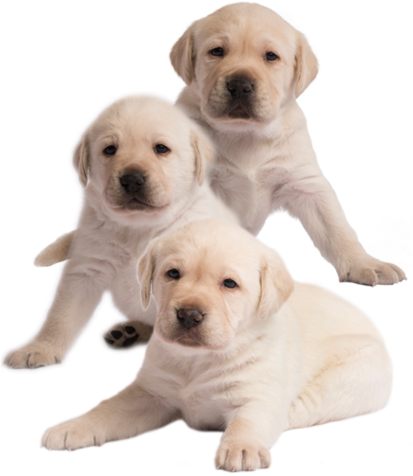 Chase, Marshall And Everest - Labrador Retriever Clipart (600x700), Png Download