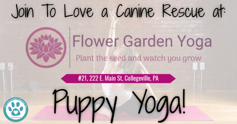 Puppy Yoga - 5sosfam Clipart (1000x523), Png Download