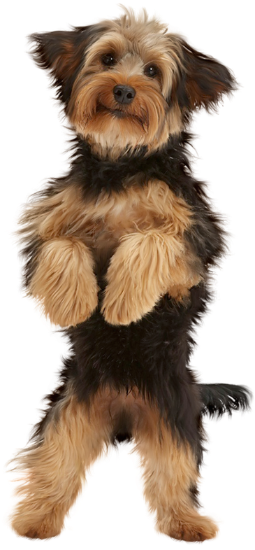 Cute Puppies And Kittens - Companion Dog Clipart (414x800), Png Download